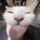 bleep