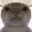 swagcat