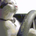 drivingcat