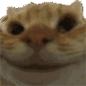 zcat_yesyes