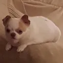 potato