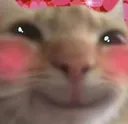 cat_blush