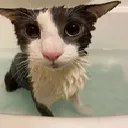 cat_Soggy