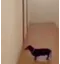 Perro