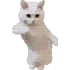 aicatdance