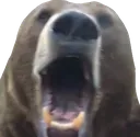 bearpog2