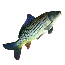 Carp