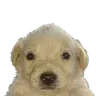 jotchua