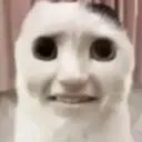 disgusted_cat