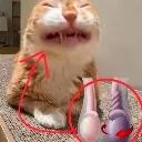 testiculartorsion