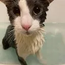 soggykat
