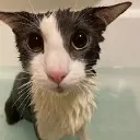 soggycatterino