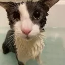 soggyzorde