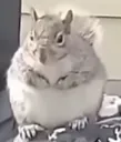fatsquirrel