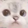 stare