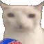 gatoalmoo