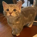alinaahelp