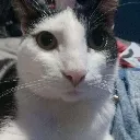 gatohinchado