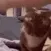 catAnswer