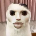 chadfacecat