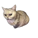 spinkakoon