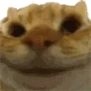 Cat_Nod_Yes_Sisi Cat_Nod_Yes_Sisi