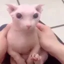 bingus