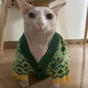 greensweater