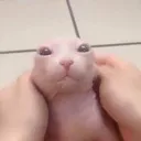 noear