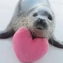 amor amor