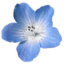 9g_lotusflower Discord emoji