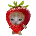 Naa_005