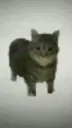 spinningcat