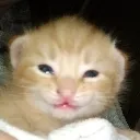 me_when_maple_mpreg