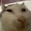ayooo