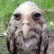 wet_owl wet_owl