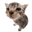 cuh