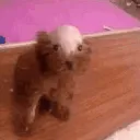whatdadogseeing