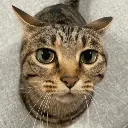 catstare catstare