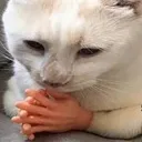 kittyhmm