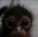 bmacaco
