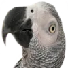 Tall_Stu_Side_Eye_1