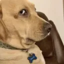 Reallydawg