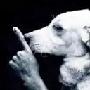 Shh