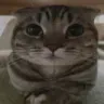 Kitter