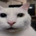 CatReaction