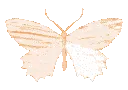 butterfly_orange