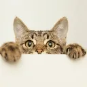 Cat_Lurk2