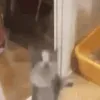 moon_YIPPEE