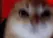 RAGEY